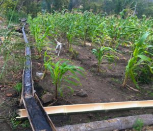 A white dog runs through a maize crop with a bamboo irrigation channel next to it.
