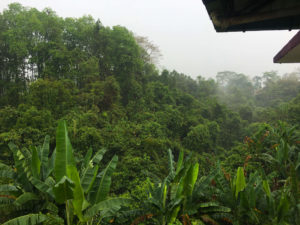 The lush Assamese jungle.
