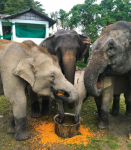 Three elephants eating food from a metal pot.